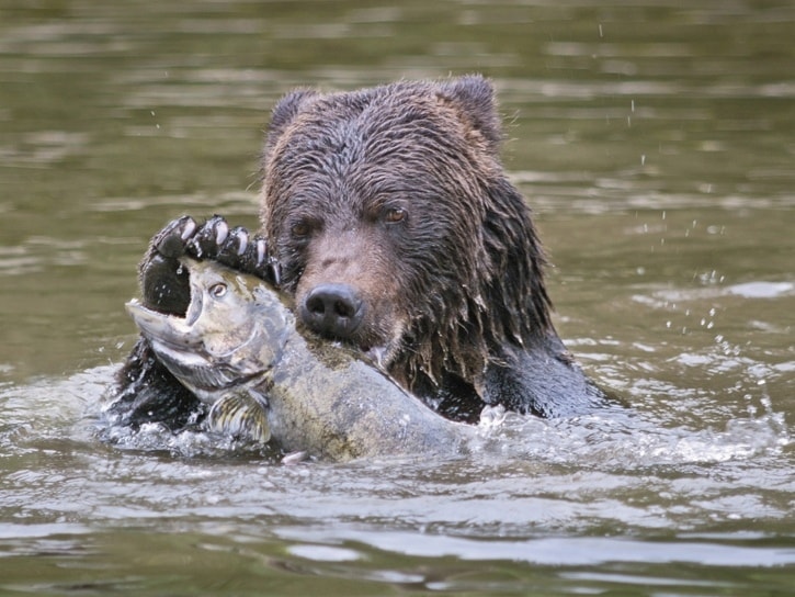 Coastal Grizzly Bear