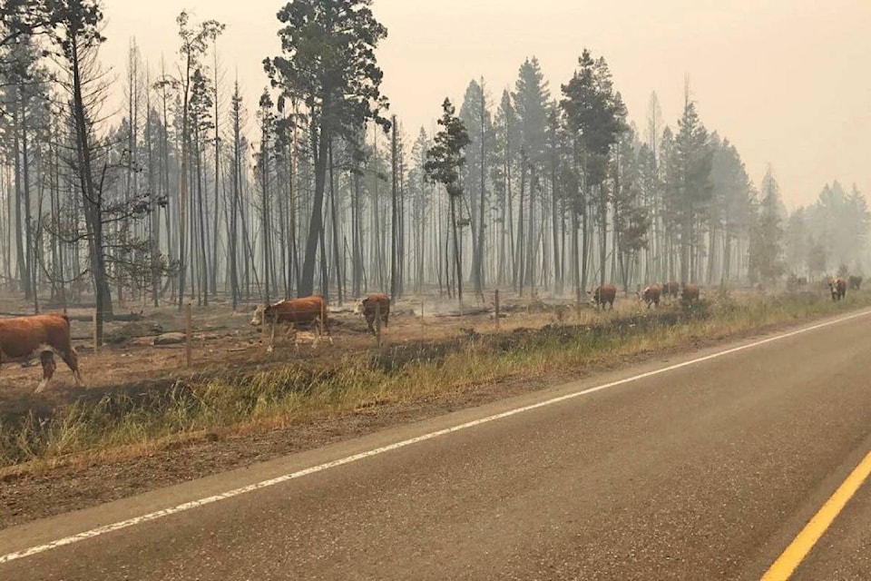 7749270_web1_170718-BPD-M-Hwy-20-wildfire-cows