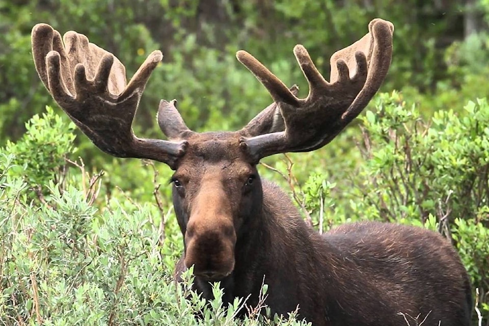 8942936_web1_171016-CMA-M-moose