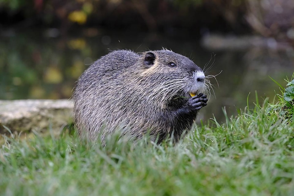 10089278_web1_180108-BPD-beaver