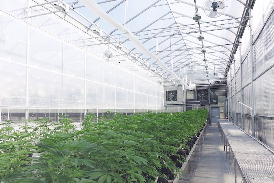 Metlakatla gets government grant to explore cannabis business