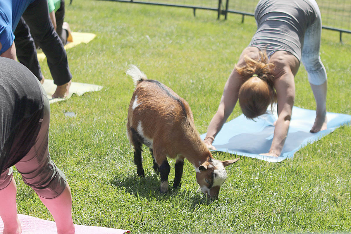 12220370_web1_copy_180608-VMS-goat-yoga