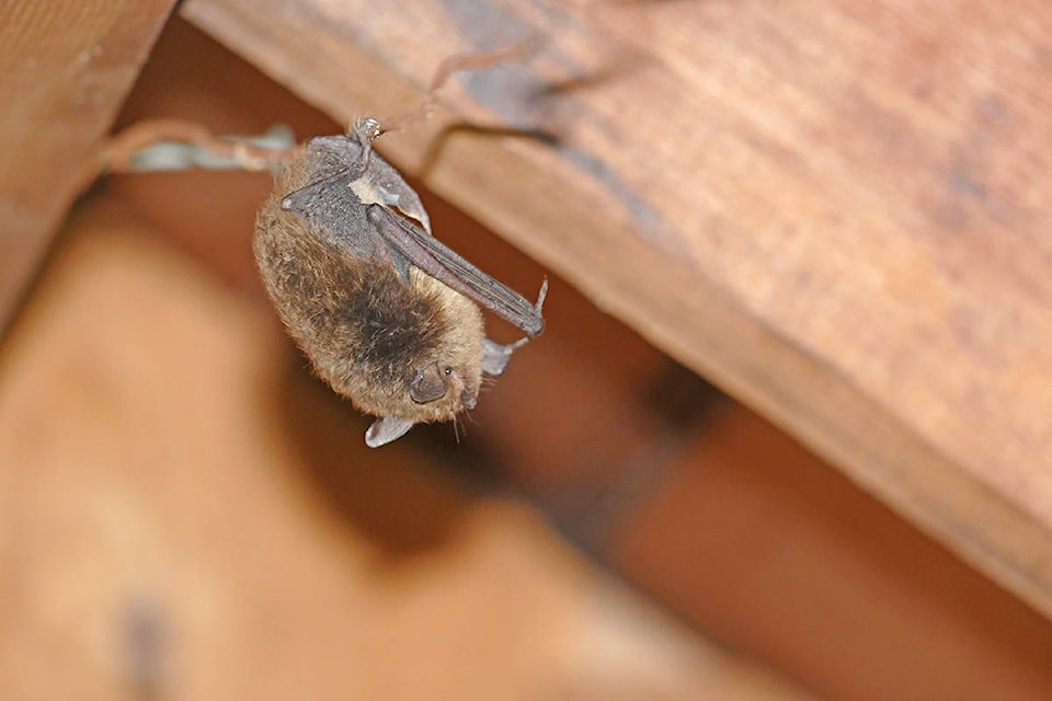 12982009_web1_Photo-1-Myotis-californicus-in-building-roost-SCWP