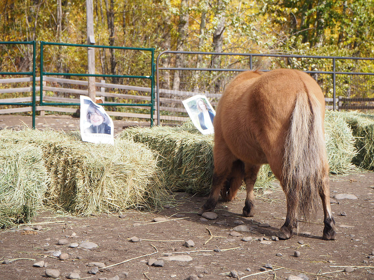 13945806_web1_Cowboy-chooses-Fernie-mayor-2