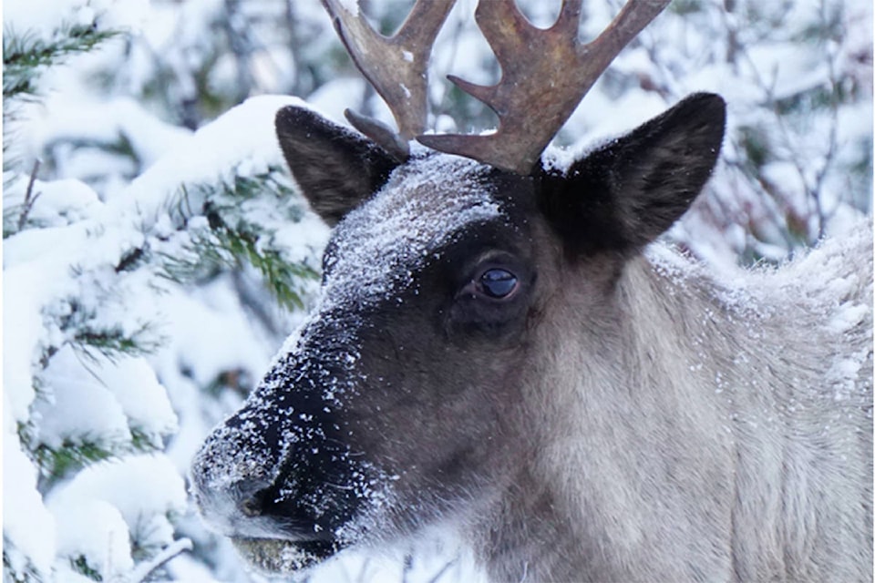 16213396_web1_190403-WLT-caribou-recovery-engagement_1