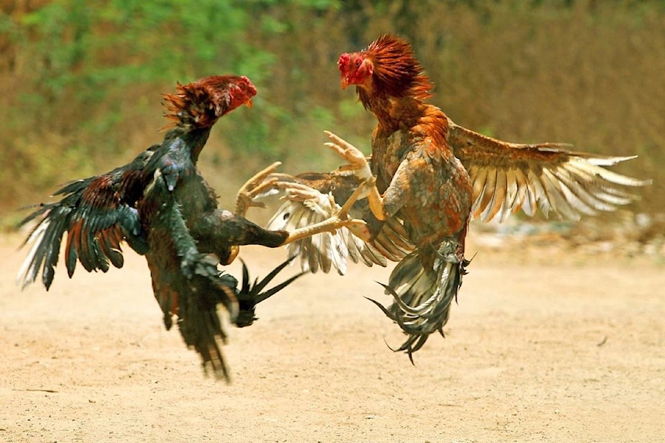 18840924_web1_191007-PAN-M-cock-fight-wikimedia-commons