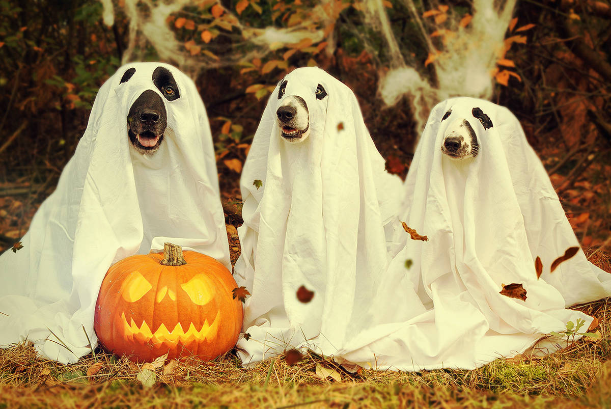 13 thrilling facts we bet you didn't know about Halloween ‹ GO