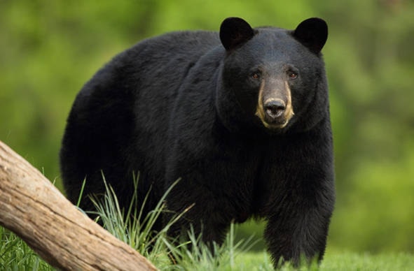 21364640_web1_wildlife_blackbear