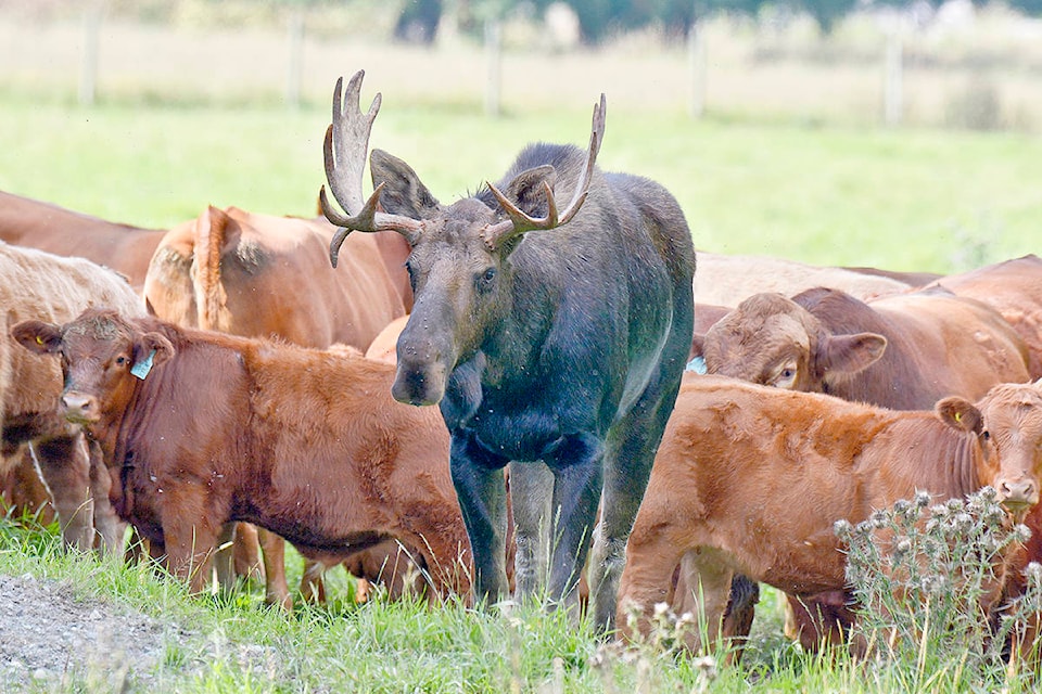 This bull moose made himself at home with a herd of cows in Firvale in the Bella Coola Valley. Is it a coincidence he turns up right around the opening of hunting season? (Michael Wigle/Black Press Media file photo)