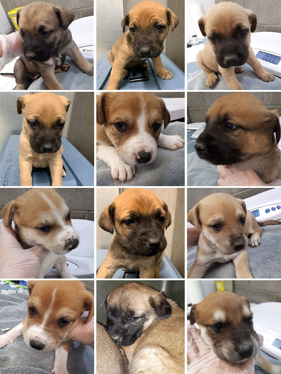 21564761_web1_200515-WLT-BCSPCA-Orphaned-Puppies_1