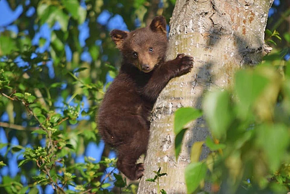 21608347_web1_copy_200527-SAA-orphaned-bear-cubs-Tappen_1