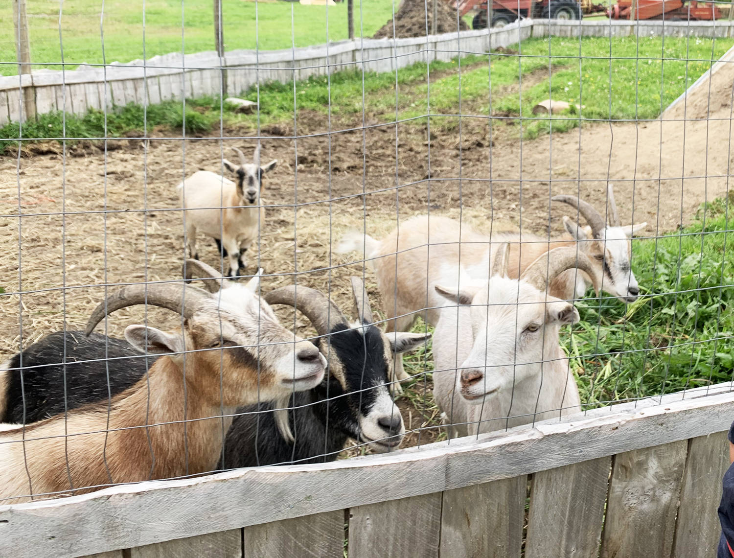 22306421_web1_Goats