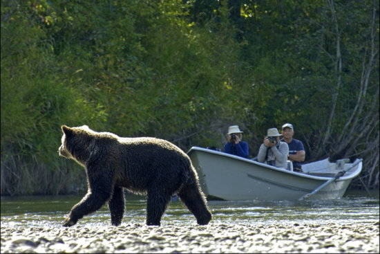 22776809_web1_the-best-grizzly-bear
