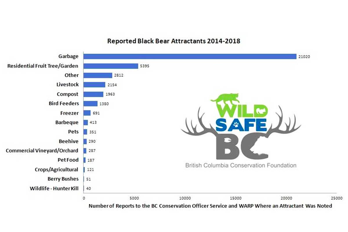 24816267_web1_210412-WLT-COS-bears-attractant_1