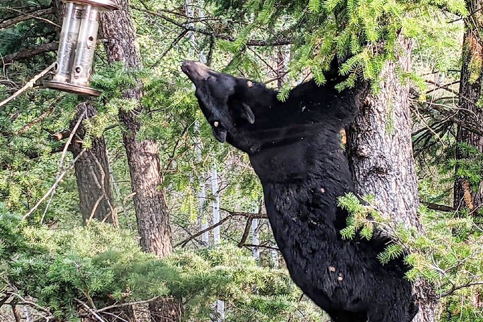 24816267_web1_copy_210412-WLT-COS-bears-birdfeeders_1
