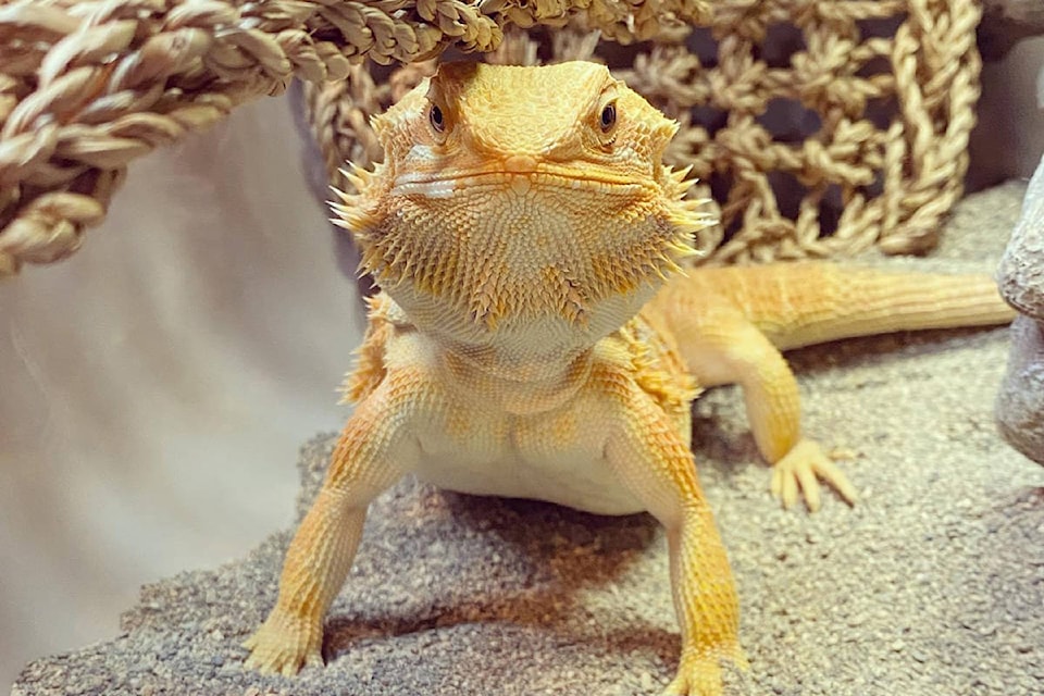 How to raise a bearded dragon