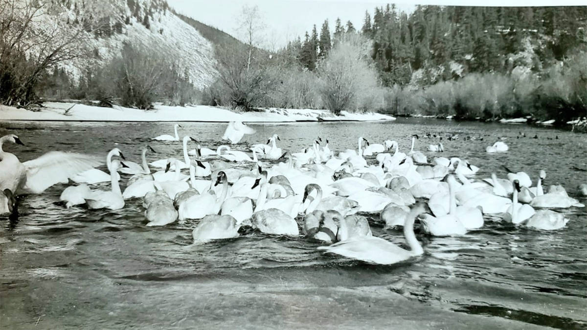 The Trumpeter swans as seen circa 1940s at Lonesome Lake. (Trudy Turner photo)