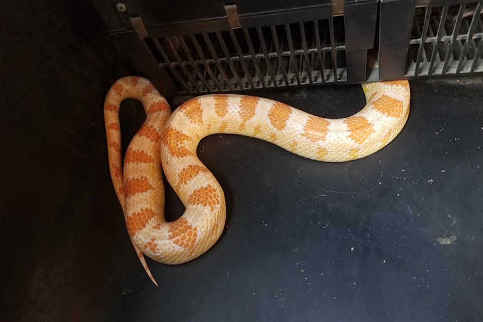 That’s no rubber snake. This one was found on a bus in Kaslo by Mountain Man Mike’s owner Michael Hathaway. Photo Submitted