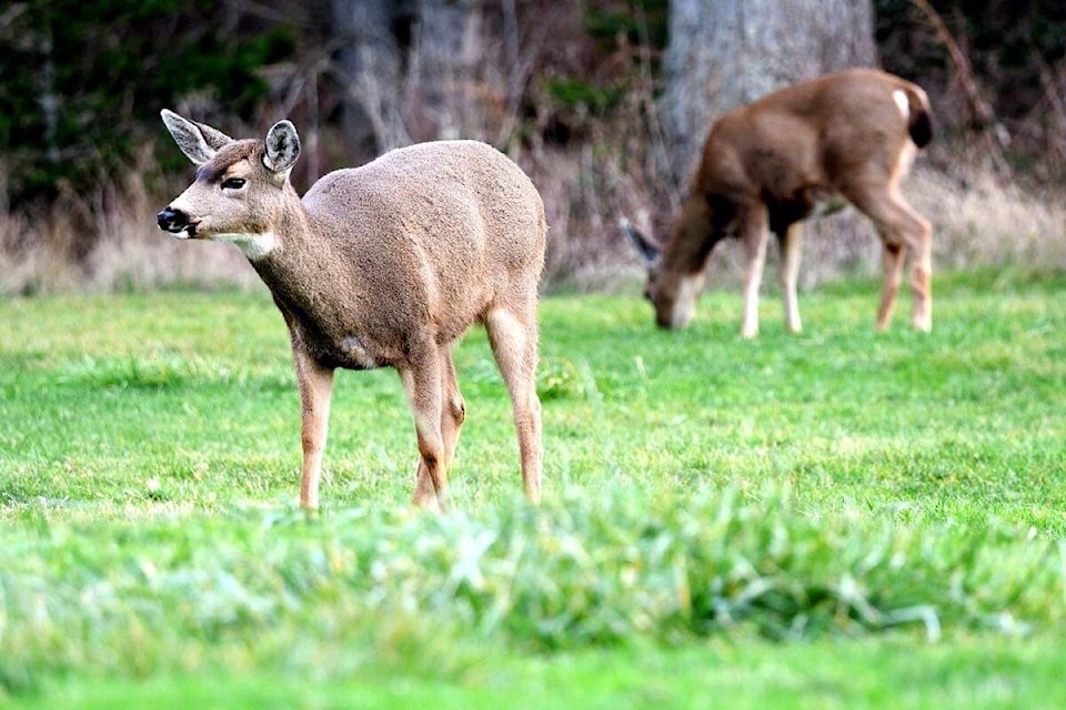 26632931_web1_210930-SNM-Deer-Disease-PHOTO_1