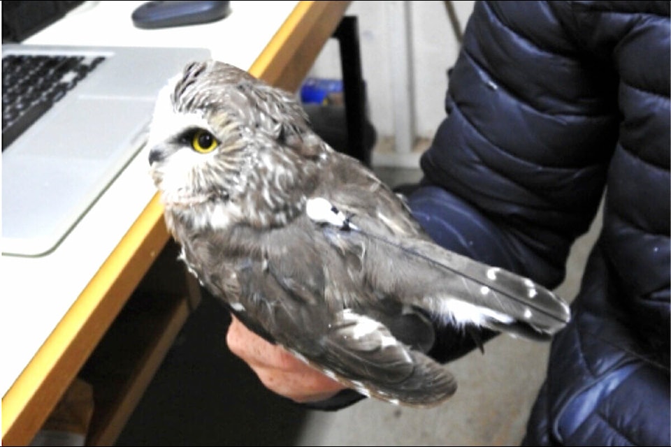 A Northern Saw-whet Owl with radio tag on its back (Sachi Dell photo)