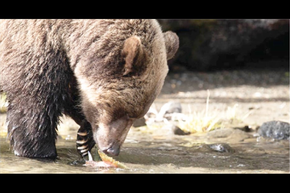 WildSafeBC is sharing the results of a survey it did with locals about bears in the Bella Coola Valley. (WildSafe BC photo)