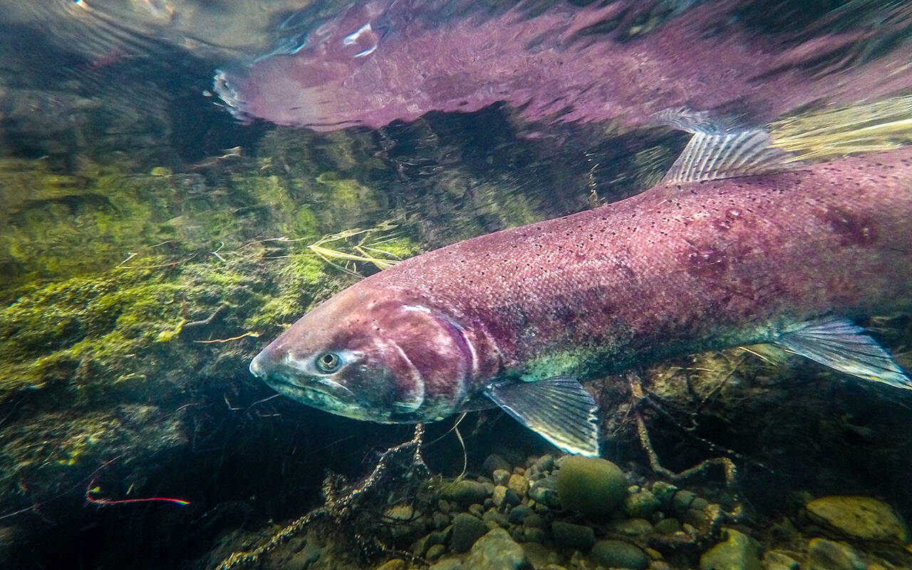 DFO closes Skeena watershed to chinook salmon fishing - Bella Coola News