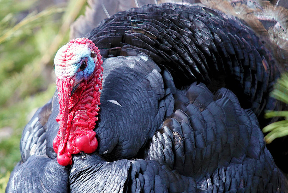 30195273_web1_Turkey-Tom-Wild