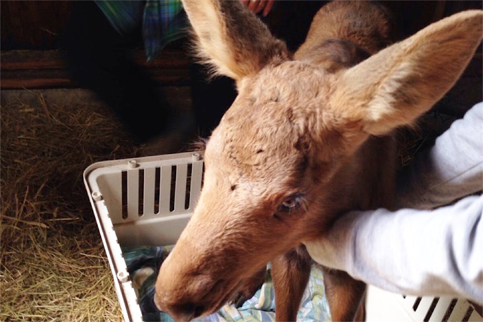 A rescued moose calf. (Photo courtesy of Sue Burton)