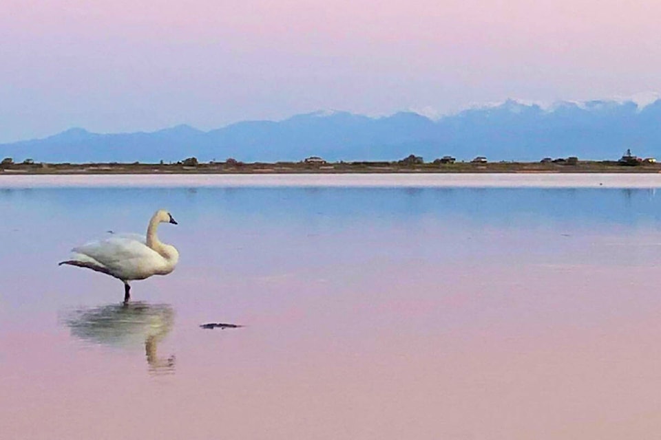 31862851_web1_210415-GNG-PHOTOS-Swan-At-Lagoon-pic_1