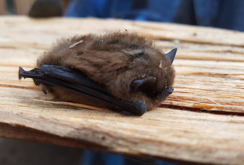 32048404_web1_230216-KCN-Little-brown-bats-_1