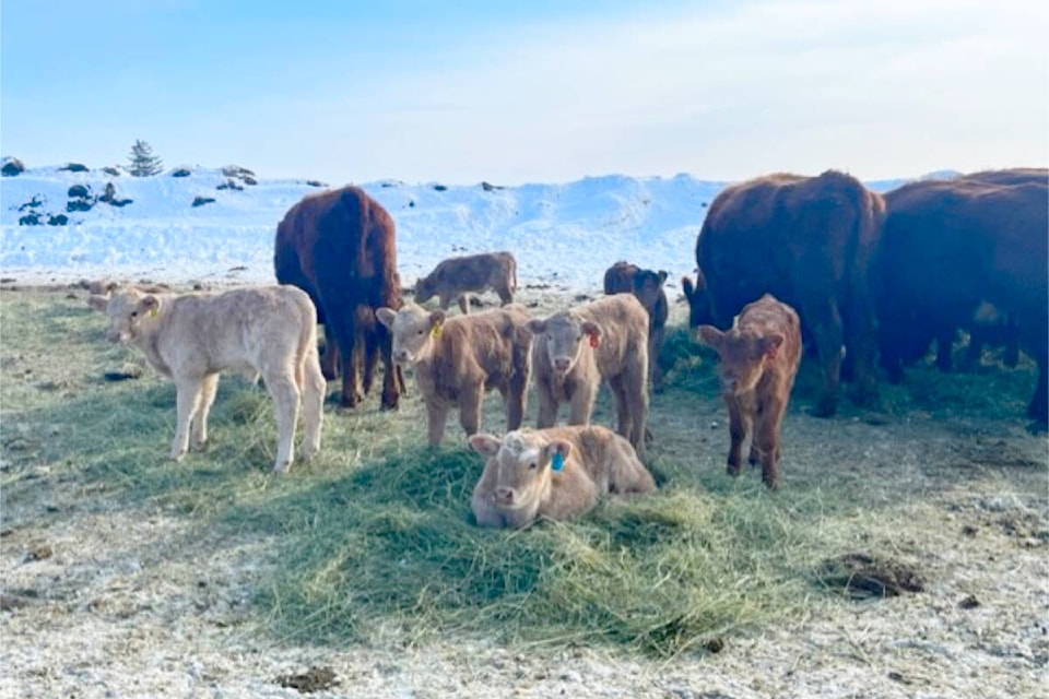 Chilco Ranch in Hanceville is in the midst of calving season. (Jordan Grier photo)
