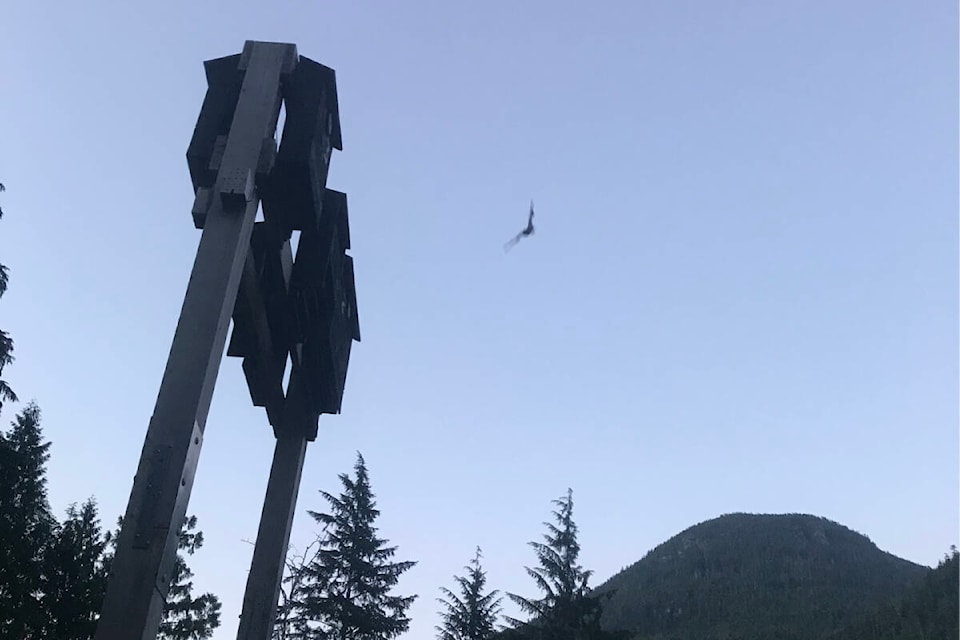 Bat houses at dusk as one bat is seen leaving for a night of feeding. (BC Bat Program photo)