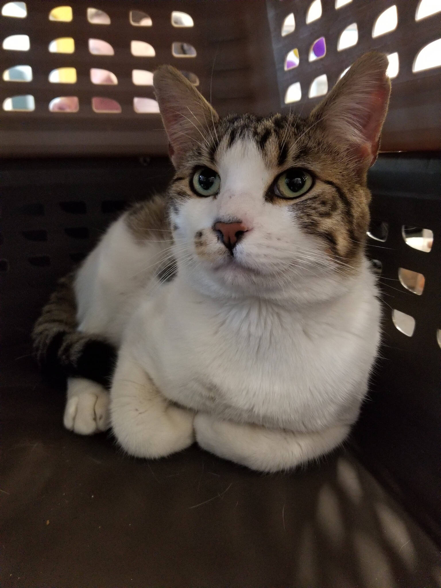 Mountain home best sale petfinder