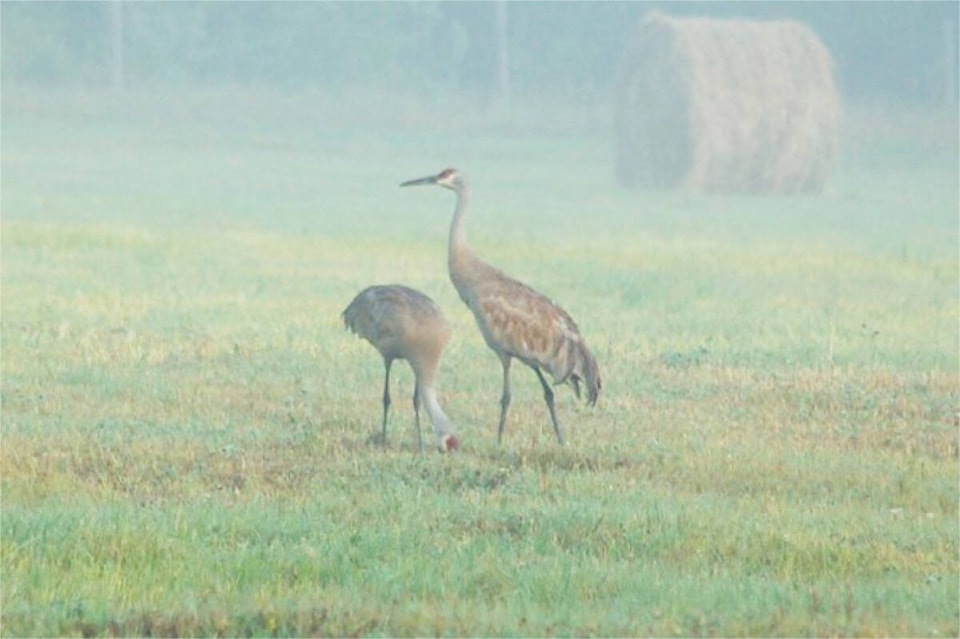 34034125_web1_230928-WLT-Sandhill-Cranes_1