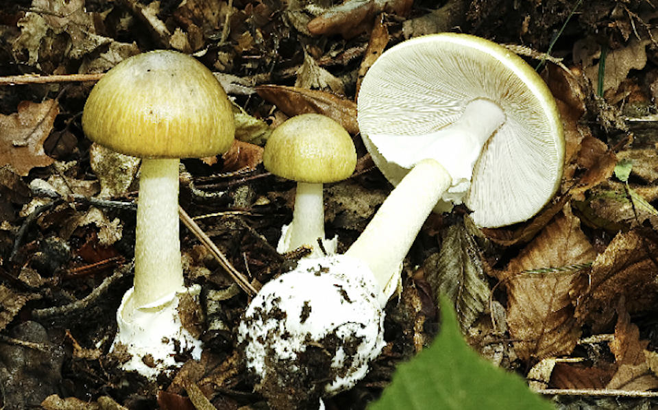 240808-cvr-death-cap