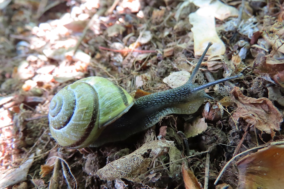slithering-snail