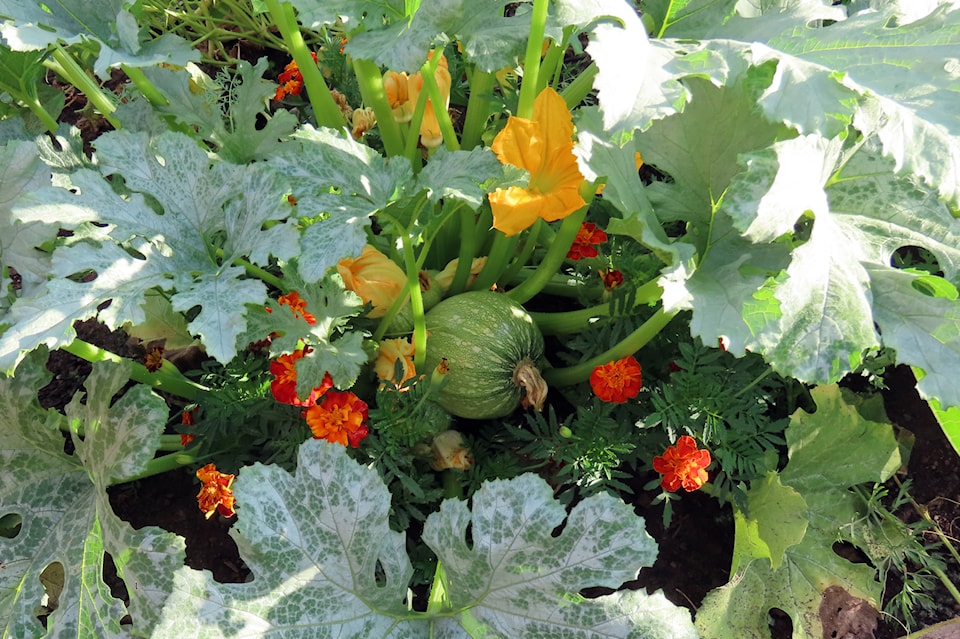 zucchini-ronde-de-nice-in-garden