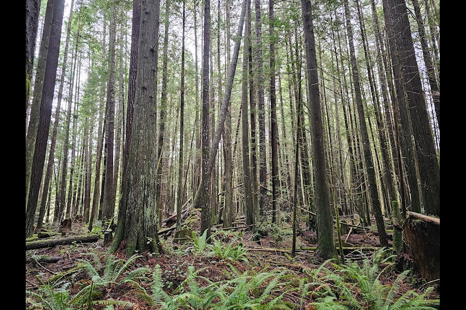 The forest that is around 100 years old. 