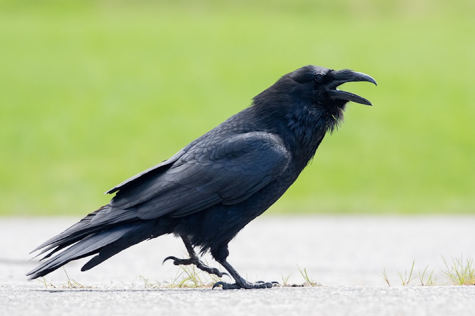 240724-raven