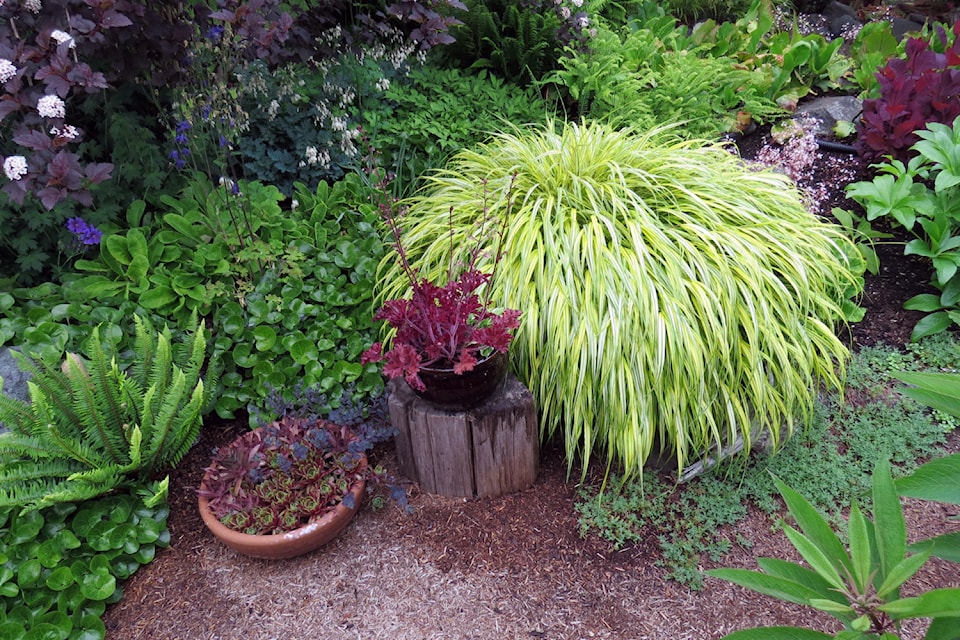 hakonechloa-macra-aureola-japanese-forest-grass1