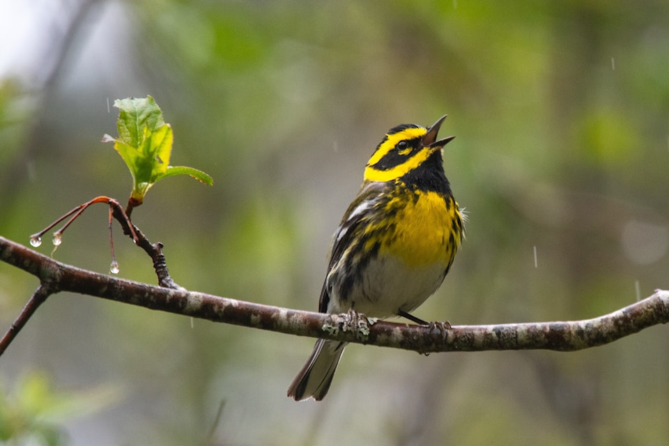 bird-1