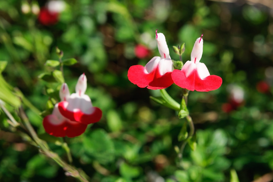 Salvia microphylla ‘Hot Lips’ is eye-catching with brilliant red and white flowers that are lipstick red. It also attracts hummingbirds. ADOBE STOCK IMAGE