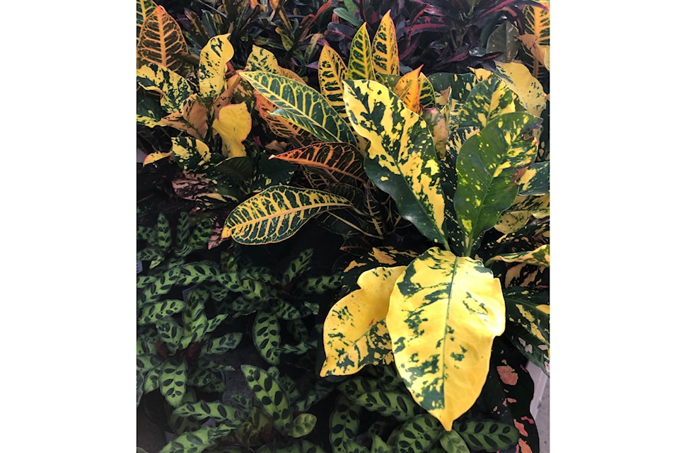 indoorplant