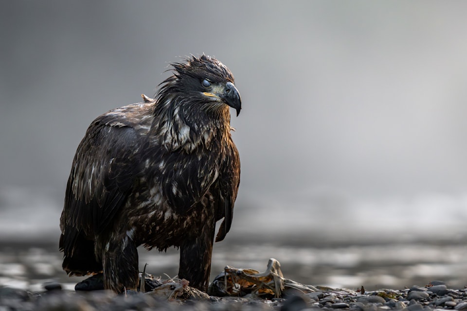 In the fog: juvenile bald eagle by Michael Buerge won first place overall in the Comox Valley Land Trust photo contest along with another Buege bird photo.