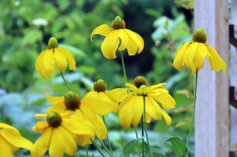 rudbeckia-herbstsonne-flowers63