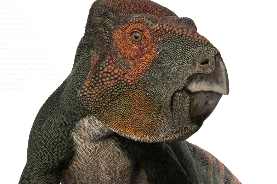 ferrisaurus-sustutensis-credit-shane-lighter