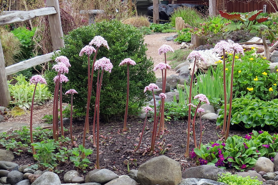 umbrella-plant-flowers-in-spring66
