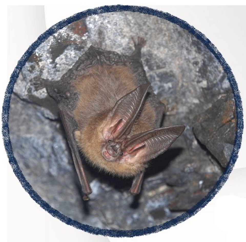 241023-cvr-bat-chat-ennis1