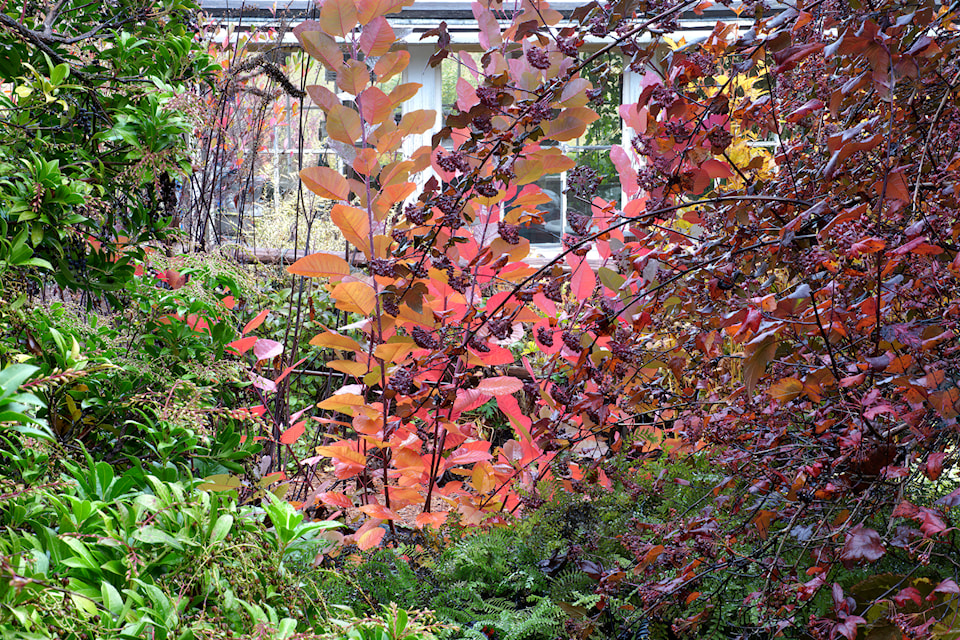 cotinus-grace-physocarpus-diablo