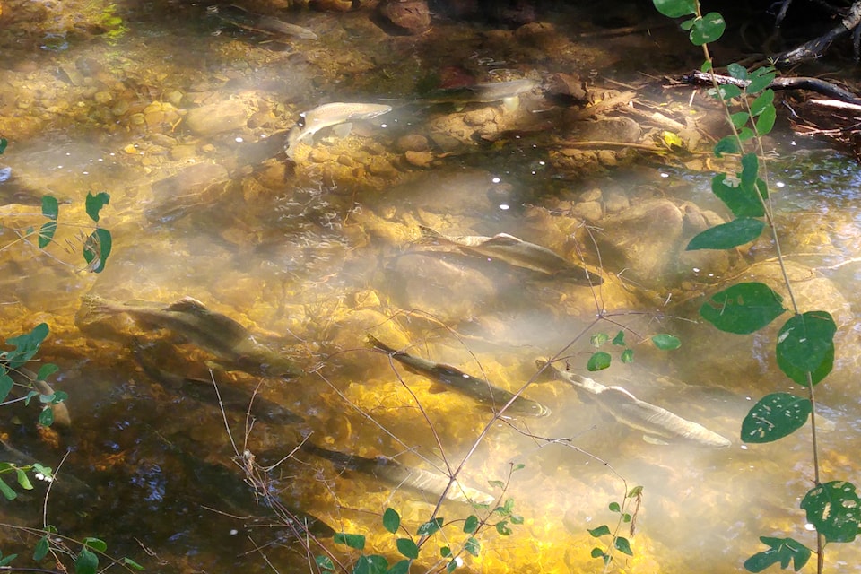fish